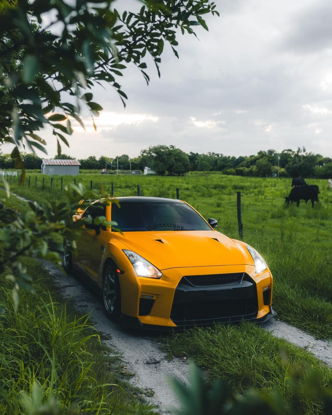 Yellow (GTR) Pic 1